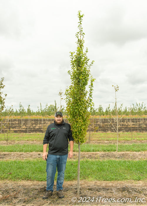 Pyramidal European Hornbeam at the nursery with a person standing next to it to show its height, their elbow is at the lowest branch.