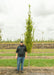 Pyramidal European Hornbeam at the nursery with a person standing next to it to show its height, their elbow is at the lowest branch.