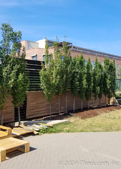 A row of newly planted Pyramidal European Hornbeam planted along a fence in a Chicago backyard for privacy and screening.