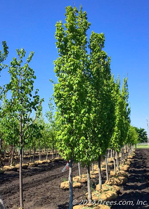 Frans Fontaine Hornbeam in the nursery's yard with upright narrow branching and bright green leaves.