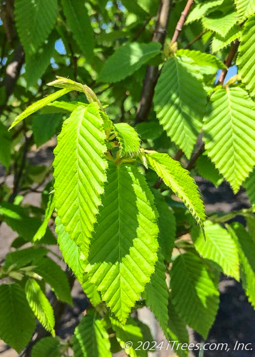 Closeup of bright green leaves with chevron pattern, and fuzzy serrated edges.