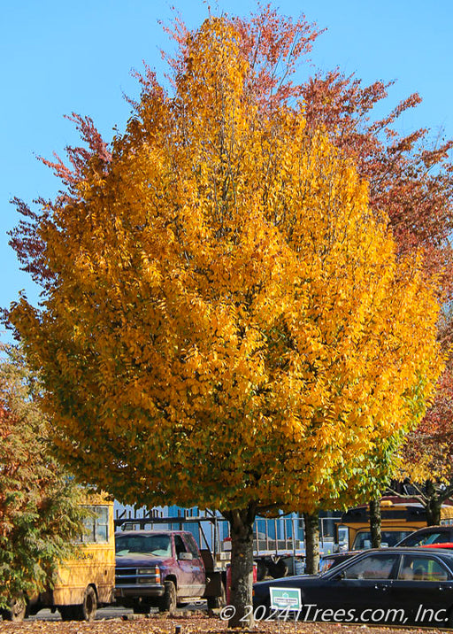 Mature Emerald Avenue Hornbeam with a pyramidal shaped crown full of golden fall leaves. 