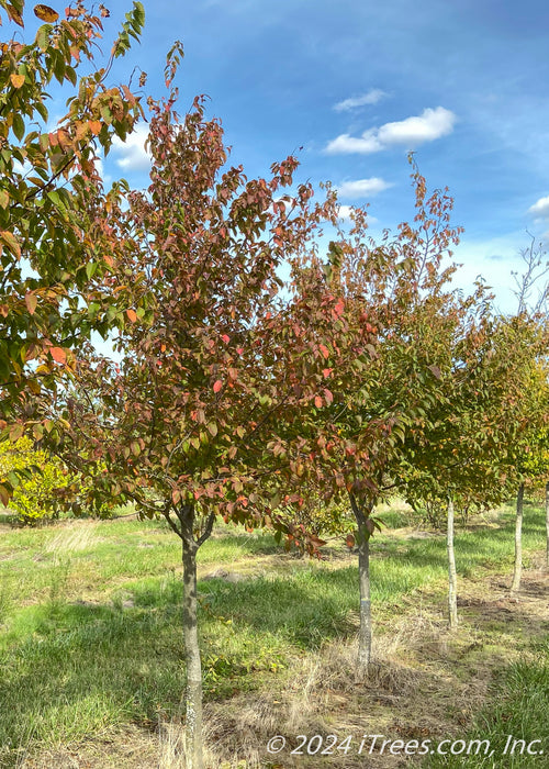 A row of American Hornbeam grows in the nursery and shows changing fall color from green to red.