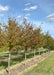 A row of American Hornbeam trees grows in the nursery showing changing fall color from green to red. 