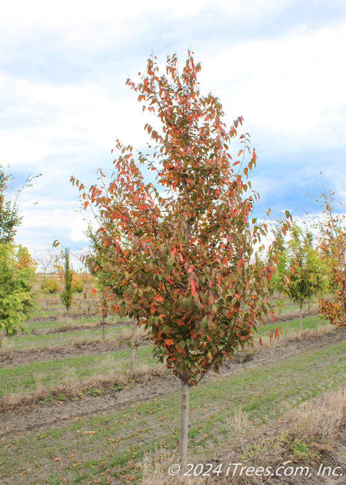 American Hornbeam grows in a nursery row and shows changing fall foliage from green to red.