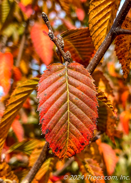 Closeup of a finely serrated bright red-orange leaf.
