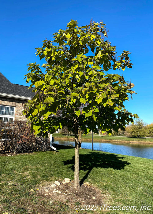 Heartland Northern Catalpa growing in a backyard near a pond with green leaves and pods.