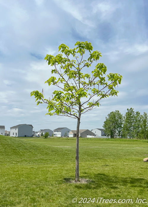 A newly planted Northern Catalpa with newly emerged green leaves, planted in an open area of a local park. Houses and green grass in the background.