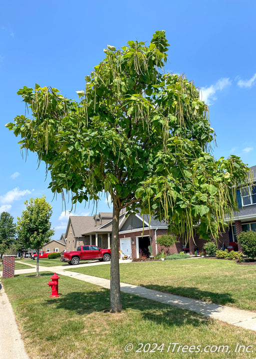 Northern Catalpa with long cigar-like pods and huge, heart-shaped leaves, planted on a residential parkway. Houses, a vehicle, and blue skies in the background.