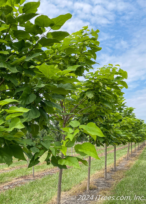 Row of Heartland Catalpa in the nursery with heart-shaped green leaves.