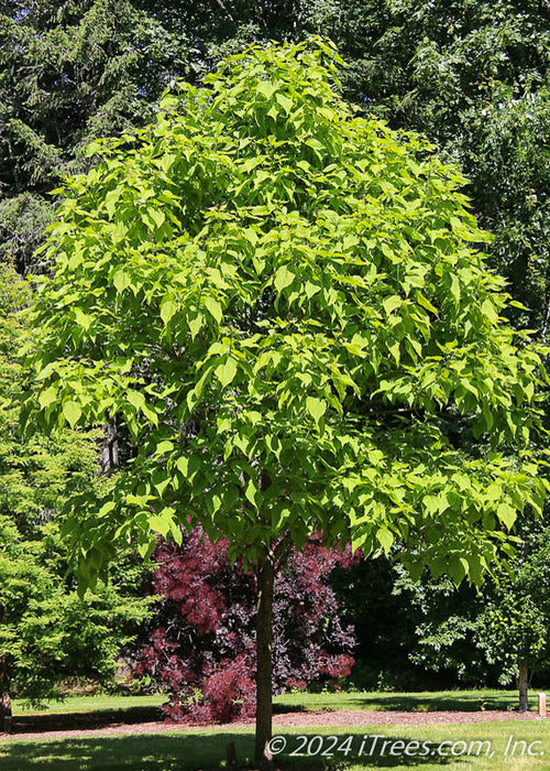 Heartland Catalpa in a backyard with bright green leaves.