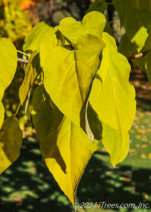 Closeup of bright greenish-yellow changing leaves.