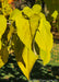 Closeup of bright greenish-yellow changing leaves.
