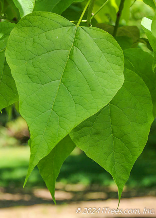 Closeup of green heart-shaped leaf.