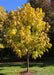 Heartland Catalpa in a backyard with bright yellow fall color.