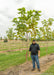 Purple Catalpa at the nursery with a person standing next to it for height comparison. The lowest branch is at their shoulder.