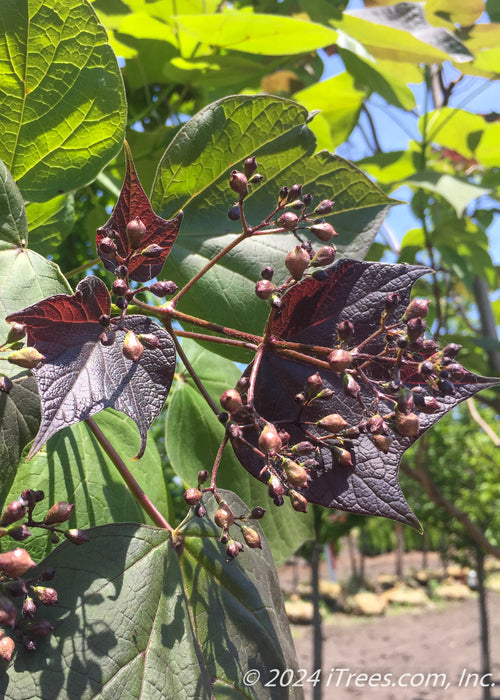 Closeup of green and dark purple leaves with flower buds.
