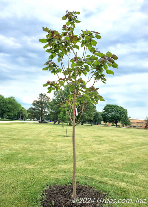 A newly planted Purple Catalpa with green and purple leaves.
