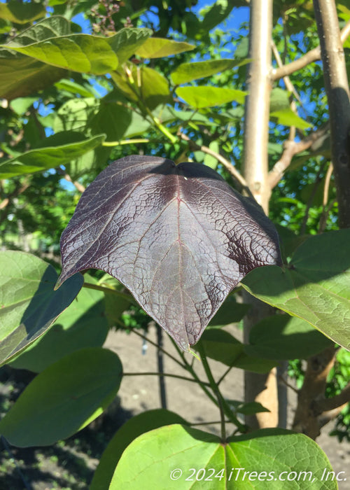 Closeup of a dark purple leaf.