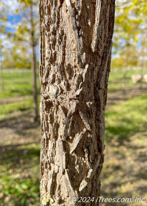 Closeup of deeply furrowed bark.