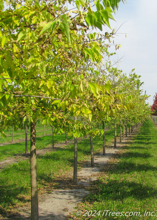 A row of Native Hackberry grows in the nursery with changing fall color from green to yellow. Strips of green grass between rows of trees, with cloudy skies in the background.