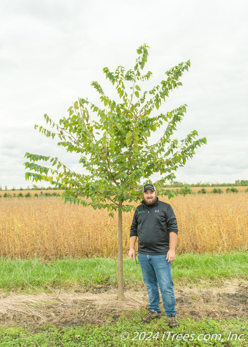 Native Hackberry grows in the nursery with green leaves. A person stands nearby to show its height. Their shoulder is at the lowest branch.