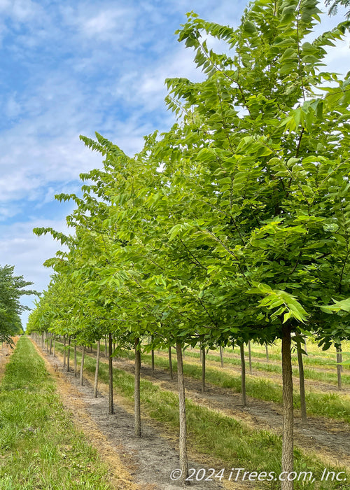 A row of Native Hackberry in the nursery with green leaves, and deeply furrowed trunks. Strips of green grass and blue cloudy skies in the background.