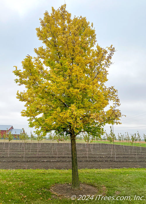 Native Hackberry planted at the nursery, maturing and shows changing fall color from green to yellow.