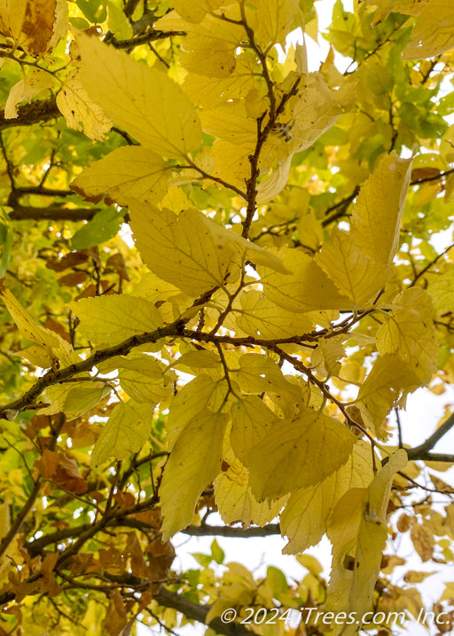 Closeup of the underside of yellow leaves and brown branches and stems.
