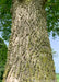Closeup of deeply furrowed corky like trunk and view of the underside of the tree's green canopy.