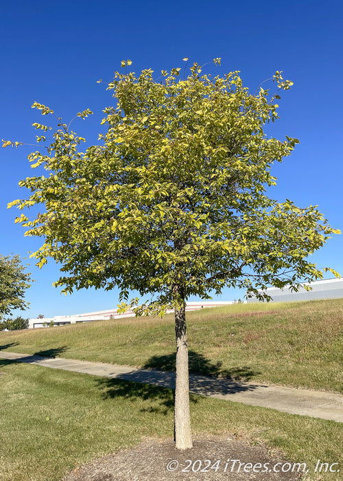 A maturing Native Hackberry planted near a walkway with green leaves and rough rugged bark, green grass and blue skies in the background.