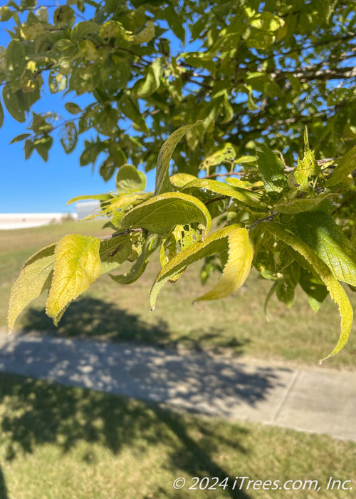 The end of a branch of greenish-yellow leaves with a sidewalk, green grass and blue sky in the background.