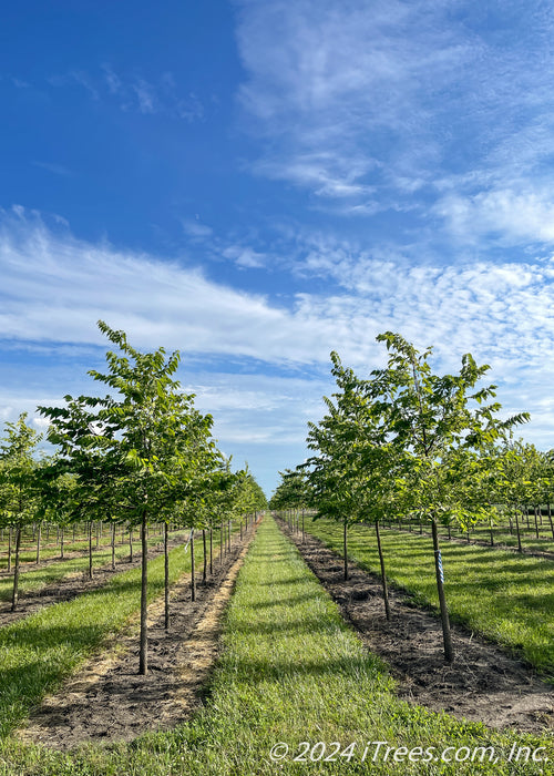 Two rows of Native Hackberry grow in the nursery with green leaves. Strips of green grass grow between rows of trees. Blue skies are in the background.