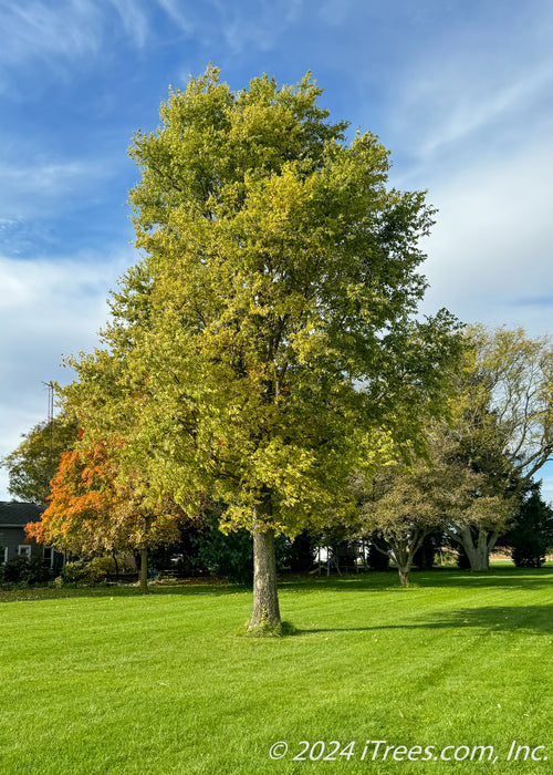 Native Hackberry in a open yard with other fall trees in the background. Greenish-yellow leaves, green grass, furrowed trunk and blue skies. 