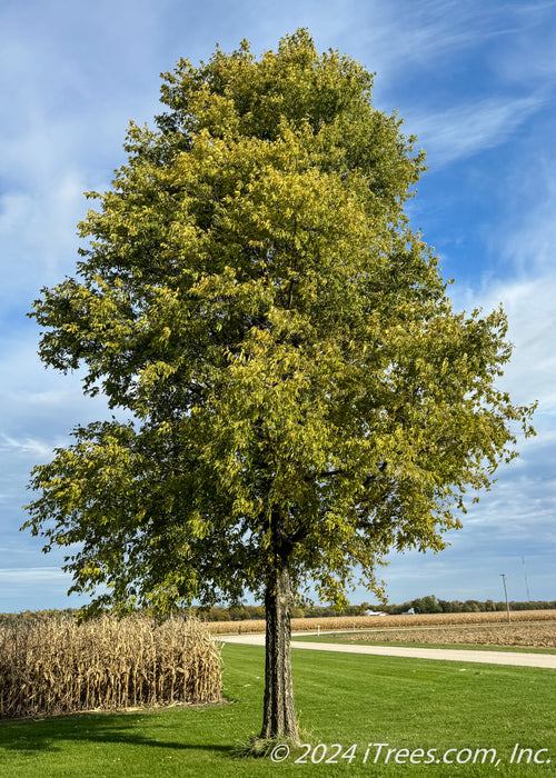 Mature Native Hackberry planted in an open area of a yard near a cornfield and driveway. Green leaves and rough furrowed bark with blue skies in the background.