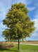 Mature Native Hackberry planted in an open area of a yard near a cornfield and driveway. Green leaves and rough furrowed bark with blue skies in the background.