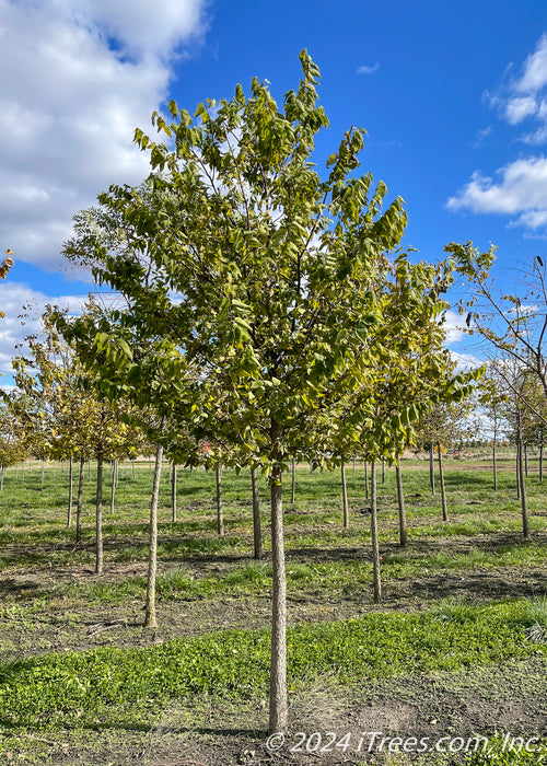 A single Native Hackberry grow in the nursery with green leaves, strips of green grass grow between rows of trees, blue cloudy skies in the background.