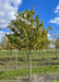 A single Native Hackberry grow in the nursery with green leaves, strips of green grass grow between rows of trees, blue cloudy skies in the background.