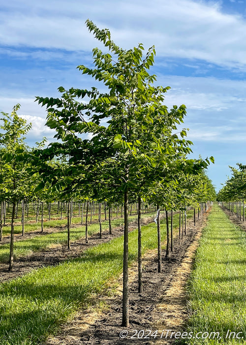 A closeup of a row of Native Hackberry with green leaves growing in the nursery. Strips of green grass are between rows of trees with blue cloudy skies in the background.