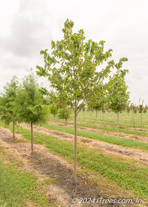 Chicagoland Hackberry grows in a nursery row showing full canopy of green leaves.