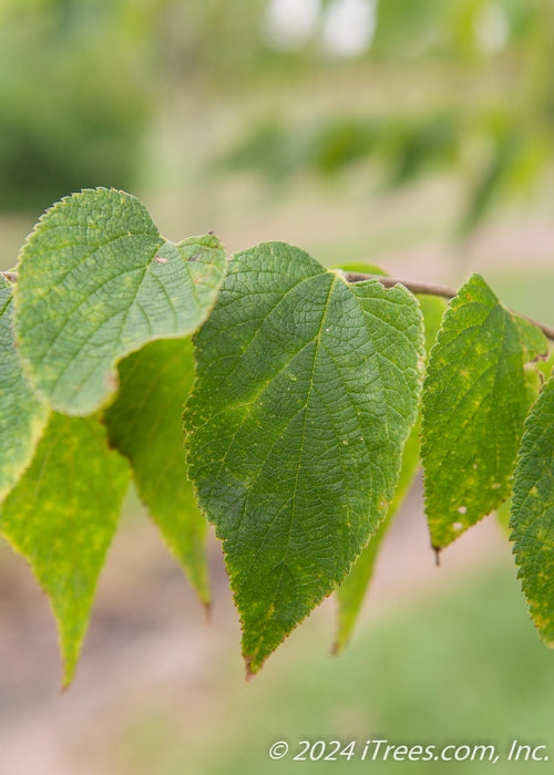 Closeup of leathery-like green leaf.