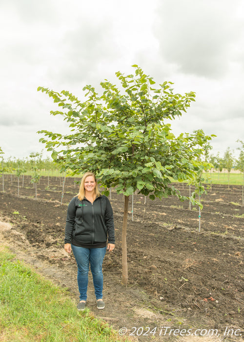 Single trunk redbud in the nursery with a person standing next to it to show its height, their shoulder is at the lowest branch.