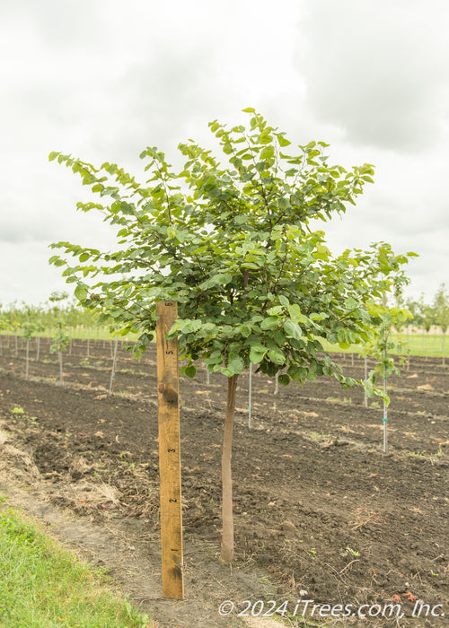 A single trunk redbud with a large ruler standing next to it to show its canopy height measured at about  4.5 ft.