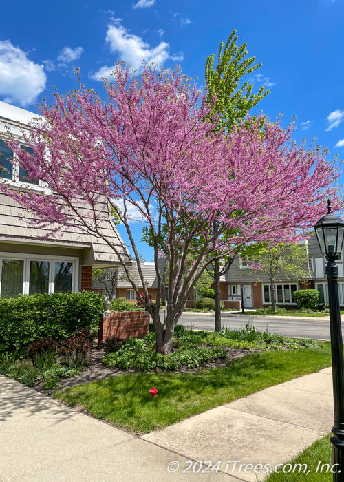 Mature Eastern Redbud in full bloom planted in the front landscape bed of a townhome.