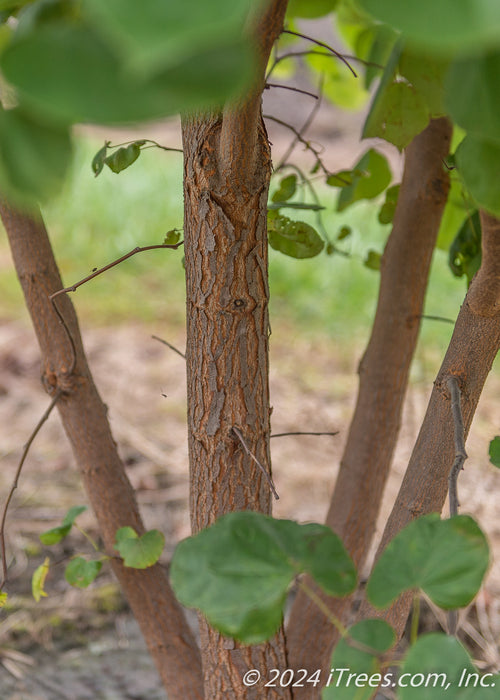 Closeup of clump form trunk.
