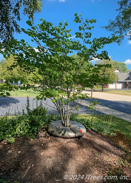 A newly planted redbud in a side yard berm, seen with a treegator donut around its base.