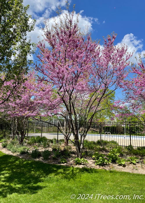 A row of clump form redbud planted along the outside of a fence surrounding a pool, seen in full bloom.