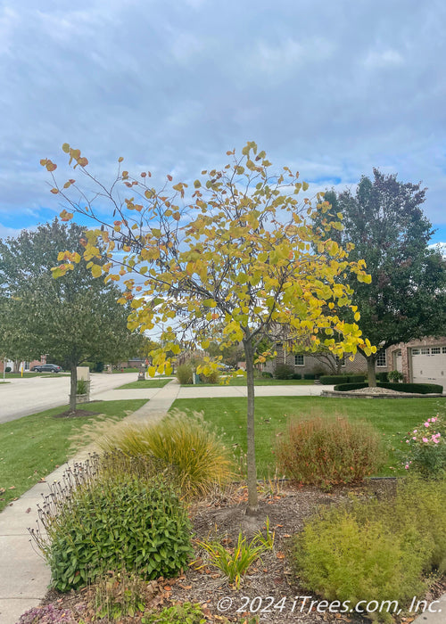 A young single trunk redbud planted in a front landscape bed near a walkway, seen with yellow fall color.
