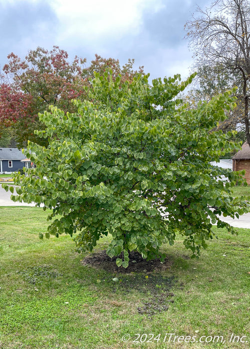 A clump form redbud in a front yard with a full canopy of green leaves.