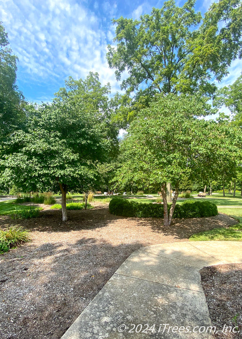 A single trunk and clump form redbud are planted in a front landscape bed near a walkway, seen with full canopies of green leaves.